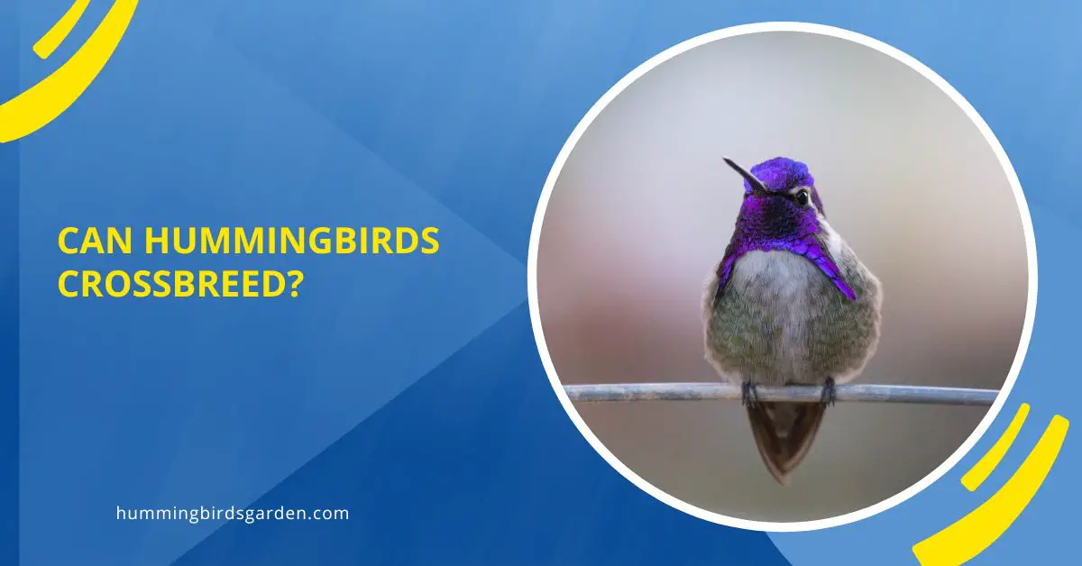 Can Hummingbirds Crossbreed?