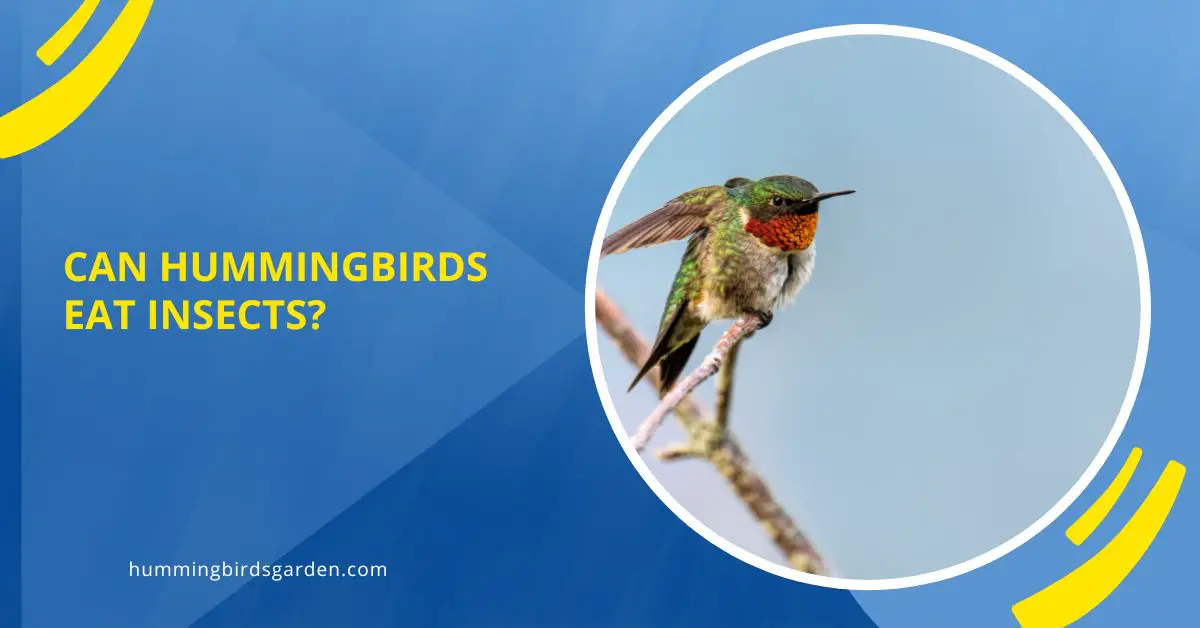 Can Hummingbirds Eat Insects?