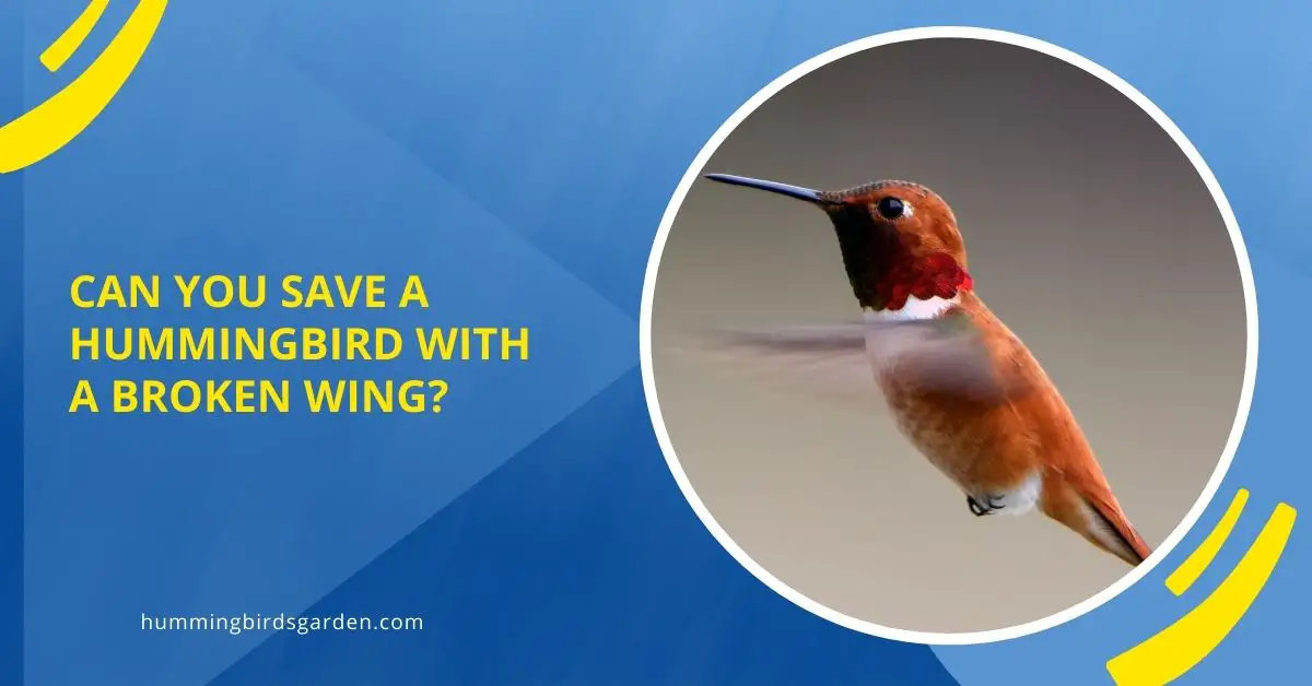 Can You Save a Hummingbird with a Broken Wing?