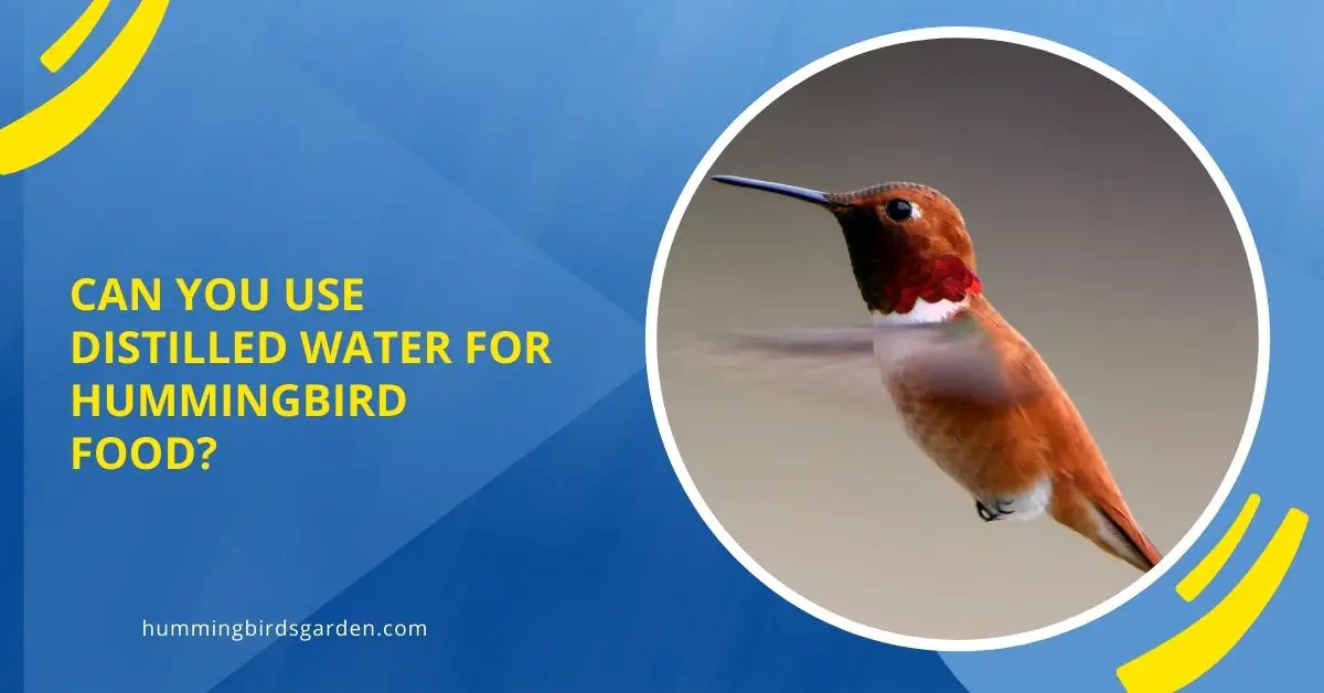 Can You Use Distilled Water for Hummingbird Food?