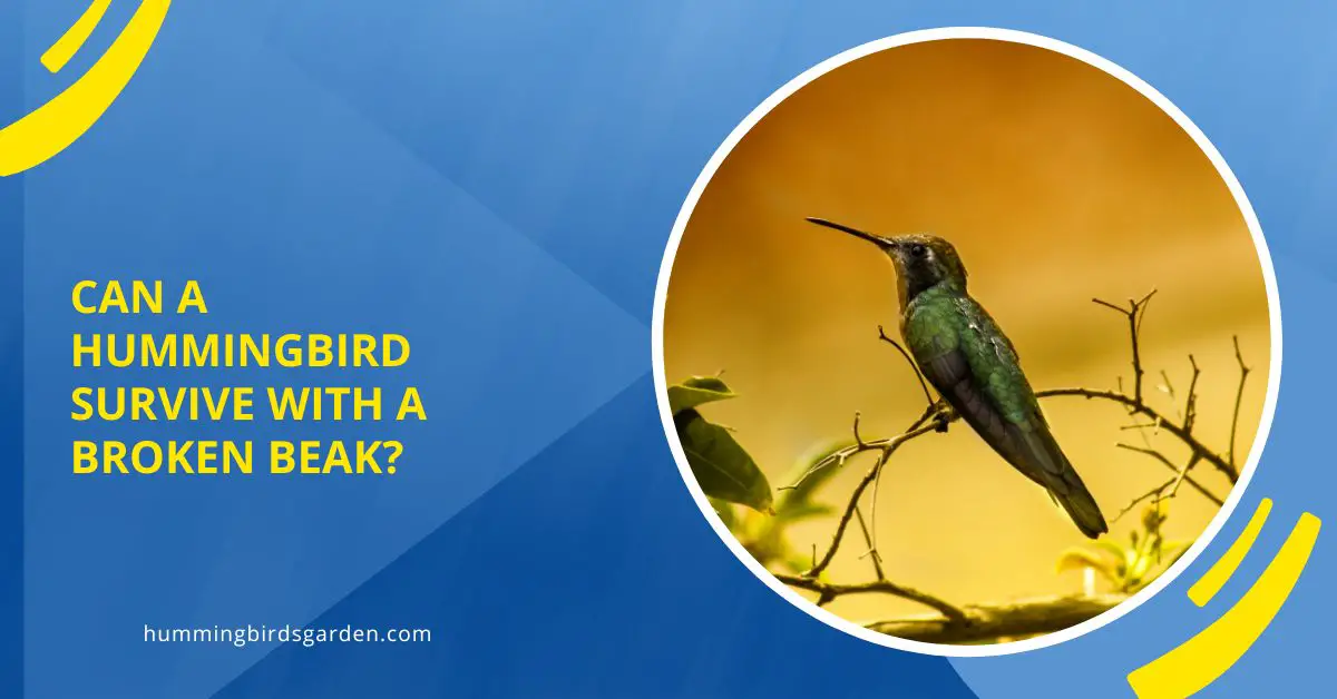 Can a Hummingbird Survive with a Broken Beak?