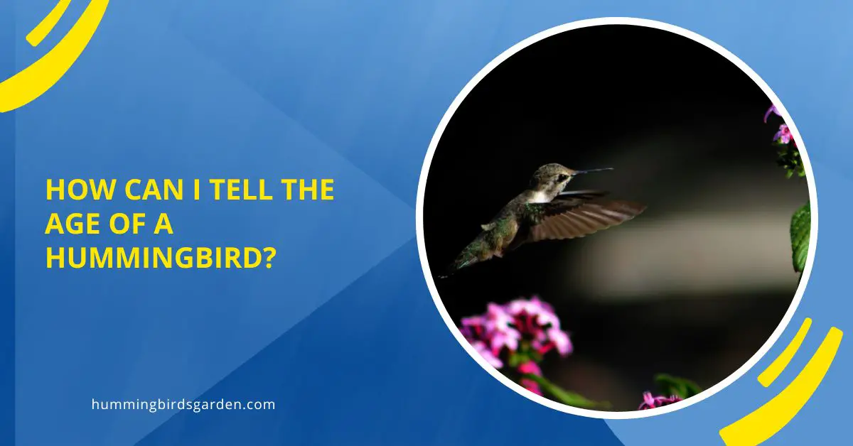 How Can I Tell The Age Of A Hummingbird?