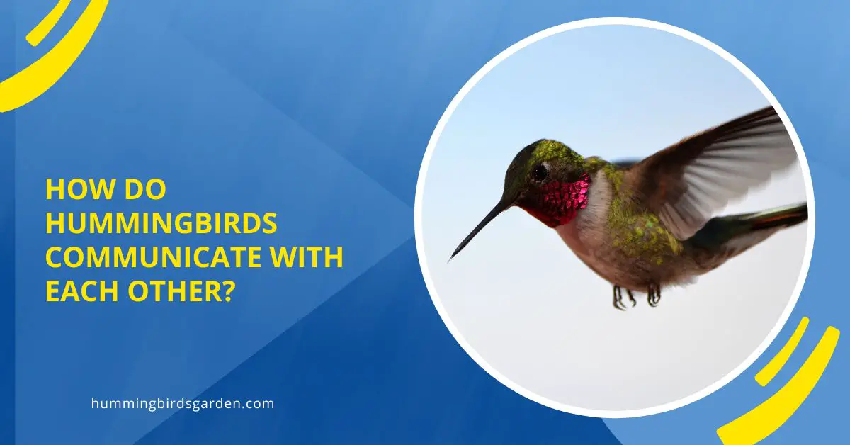 How Do Hummingbirds Communicate With Each Other?