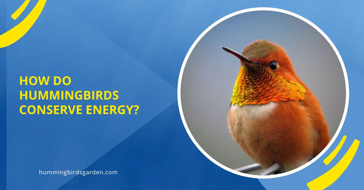 How Do Hummingbirds Conserve Energy?