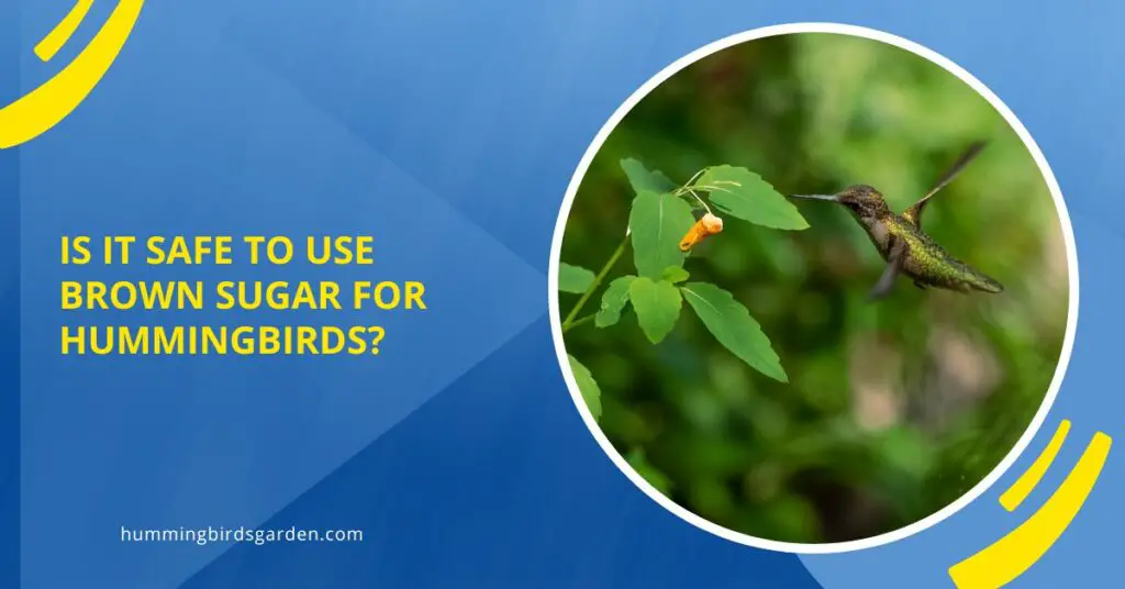 Is It Safe to Use Brown Sugar for Hummingbirds? What You Need to Know