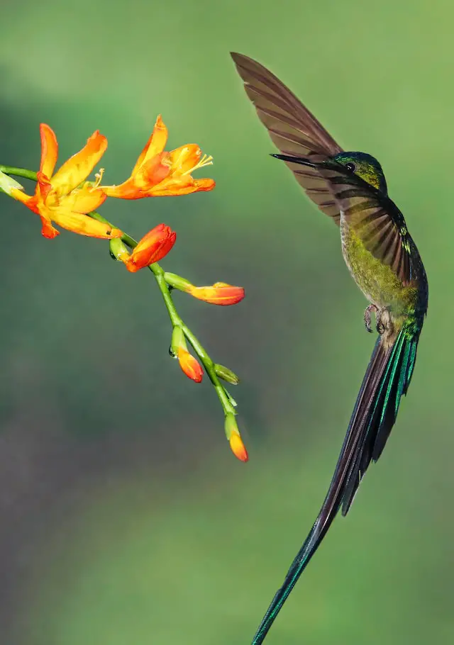 A Long-tailed Sylph in the gardens of Guango Lodge Ecuador.