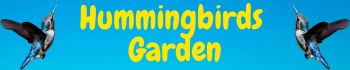 Hummingbirds Garden