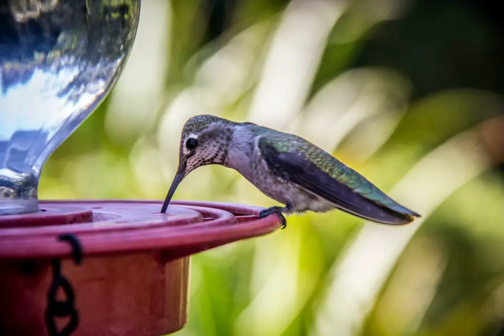 A green and black hummingbird drinking water from a brown wooden table.