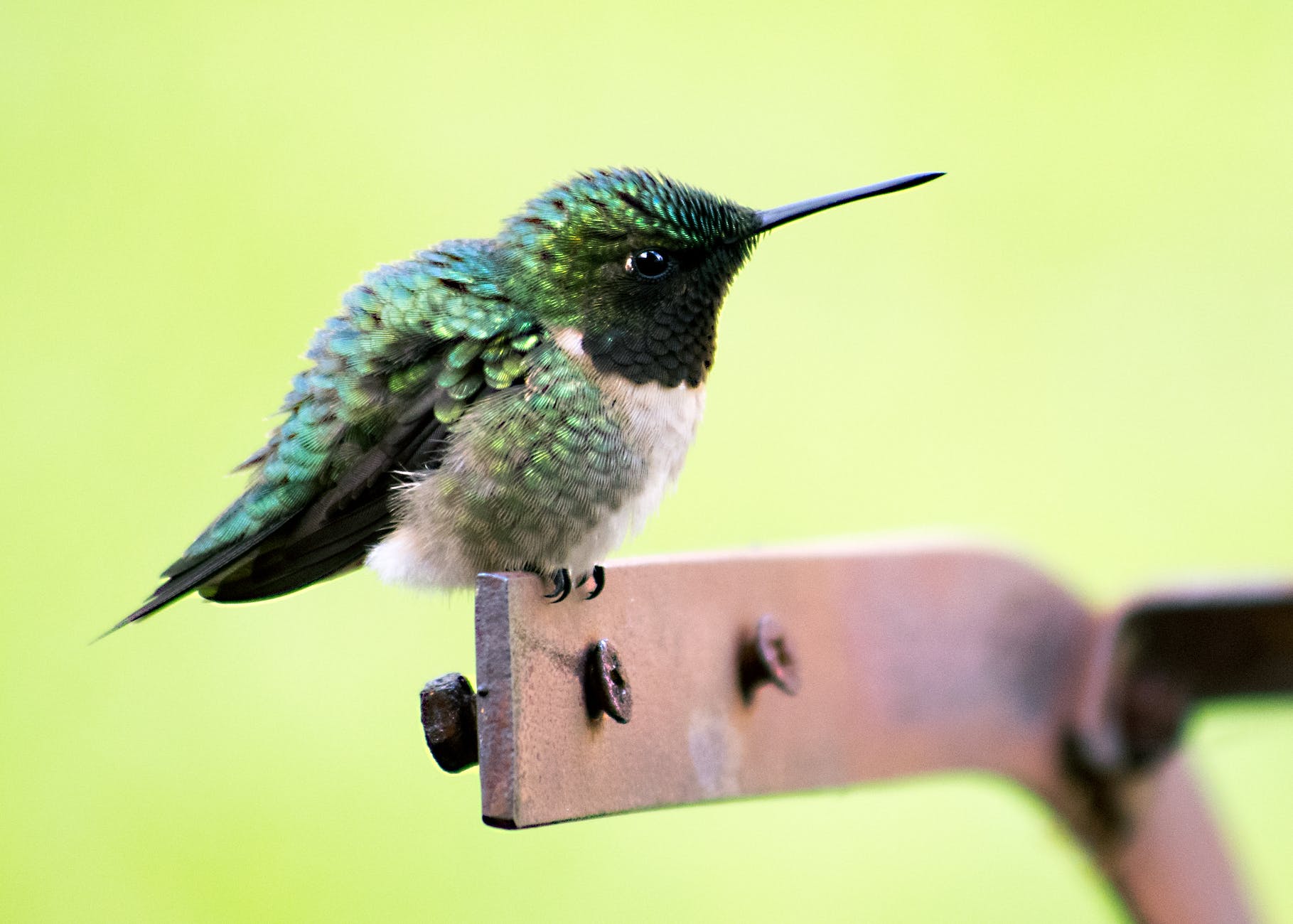 green and white hummingbird on brown metal part