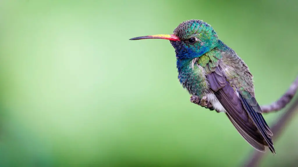 Broad-billed Hummingbird